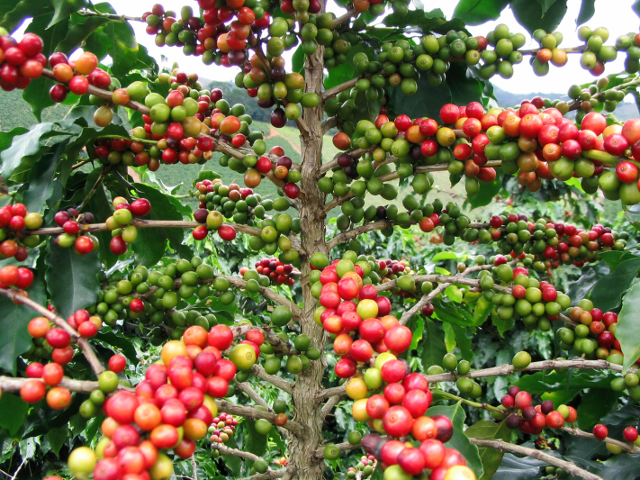 Fruits de caféier (Coffea arabica) en cours de maturation